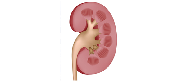 กรวยไต กรวยไต