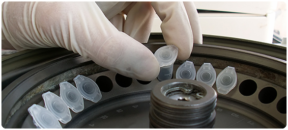 ครีอะตินีน ครีอะตินีน