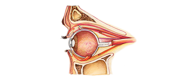 ตา-ดวงตา ตา-<a href='https://www.honestdocs.co/why-some-people-have-blue-eyes' target='_blank'>ดวงตา</a>