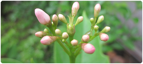 ติ่ง-ติ่งเนื้อ ติ่ง-<a href='https://www.honestdocs.co/lipoma' target='_blank'>ติ่งเนื้อ</a>