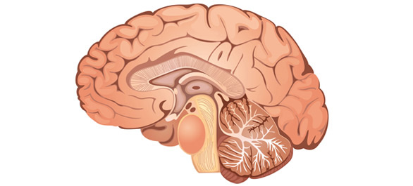 ต่อมไพเนียล <a href='https://www.honestdocs.co/melatonin' target='_blank'>ต่อมไพเนียล</a>