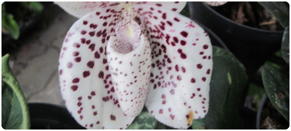 ถุงน้ำ ถุง<a href='https://www.honestdocs.co/dehydration-in-cat' target='_blank'>น้ำ</a>