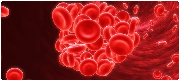 ทรอมบอกเซน ทรอมบอกเซน