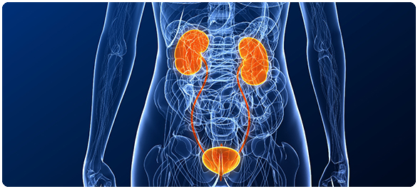 บั้นเอว บั้นเอว