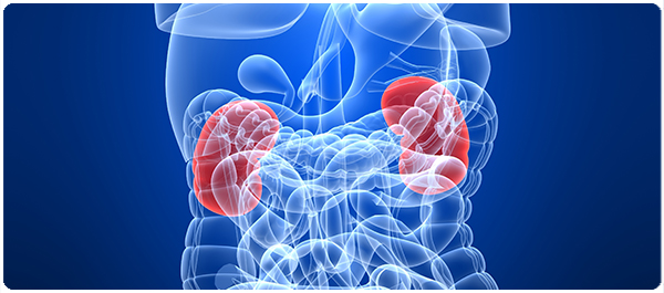 ปลูกไตปลูกชีวิต ปลูกไตปลูกชีวิต