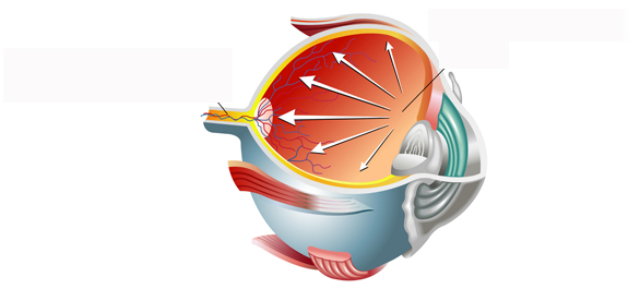 ผนังลูกตา ผนังลูกตา