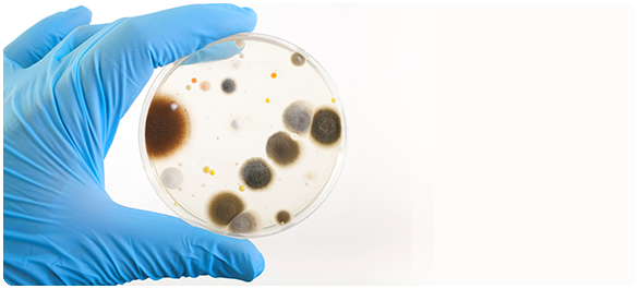 ฝี <a href='https://www.honestdocs.co/abscess-symptoms-treatment-prevention' target='_blank'>ฝี</a>