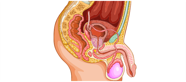 มะเร็งกระเพาะปัสสาวะ <a href='https://www.honestdocs.co/what-is-bladder-cancer' target='_blank'>มะเร็งกระเพาะปัสสาวะ</a>