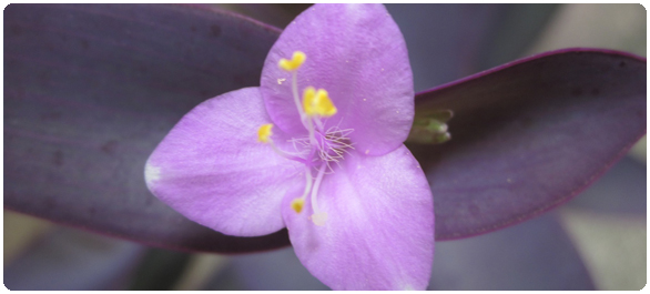 มะเร็งคาโปซิซาร์โคมา มะเร็งคาโปซิซาร์โคมา