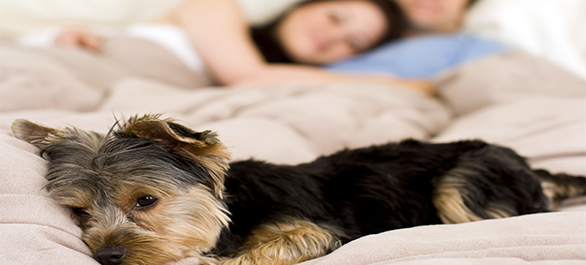 ยาฝังคุมกำเนิด-1