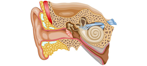 ยาหยอดหู ยาหยอดหู