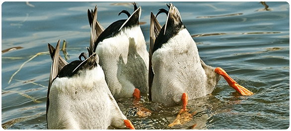 ยาแก้เมารถ ยาแก้เมารถ