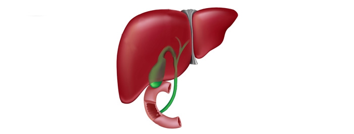 ระบบทางเดินน้ำดี <a href='https://www.honestdocs.co/what-is-gall-bladder' target='_blank'>ระบบทางเดินน้ำดี</a>