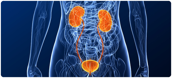 <a href='https://www.honestdocs.co/uti-urinary-tract-infection' target='_blank'>ระบบทางเดินปัสสาวะ</a>