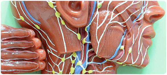 ระบบน้ำเหลือง <a href='https://www.honestdocs.co/what-is-lymphoma' target='_blank'>ระบบน้ำเหลือง</a>