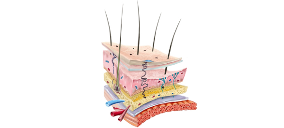 ระบบผิวหนัง ระบบผิวหนัง