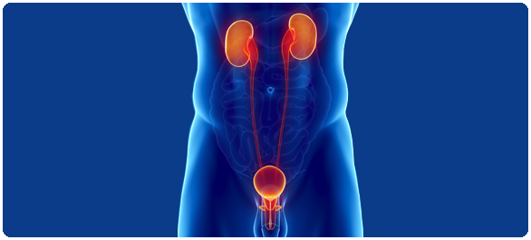 ระบบศัลยศาสตร์ทางเดินปัสสาวะ