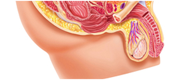 ระบบอวัยวะสืบพันธุ์ชาย ระบบอวัยวะสืบพันธุ์ชาย