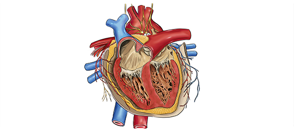 ลิ้นหัวใจทางเข้าออกของชีวิต <a href='https://www.honestdocs.co/what-is-aortic-stenosis' target='_blank'>ลิ้นหัวใจ</a>ทางเข้าออกของชีวิต