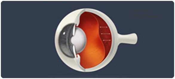 ลูกตา ลูกตา