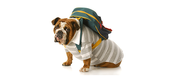 สัตว์เลือดอุ่น สัตว์เลือดอุ่น