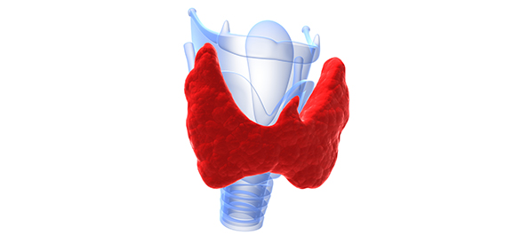 สารพันปัญหากับไทรอยด์-13 สารพันปัญหากับไทรอยด์-13