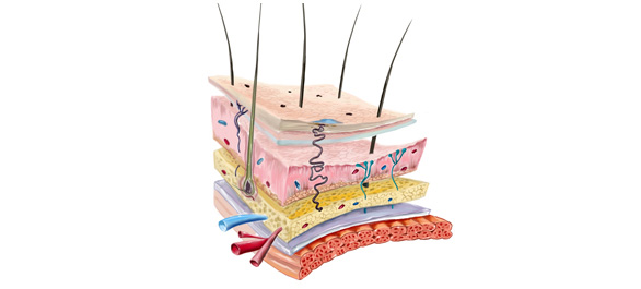 หนังแข็ง