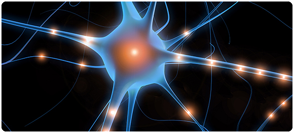 หน่วยรับความรู้สึก หน่วยรับความรู้สึก