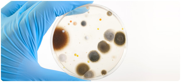 อหิวาห์เทียม