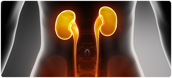 อัตราการกรองของไต อัตราการกรองของไต