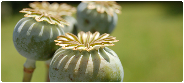 อัลคาลอยด์