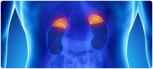 อัลดอสเตอโรน1 อัลดอสเตอโรน1