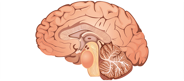 อีเพนเดโม่มา