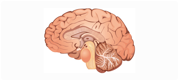 ฮอร์โมนจากไฮโปธาลามัส ฮอร์โมนจากไฮโปธาลามัส