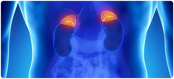 ฮอร์โมนต่อมหมวกไต ฮอร์โมนต่อมหมวกไต