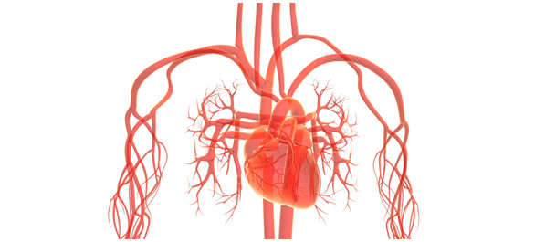 เครื่องคุมจังหวะการเต้นของหัวใจ เครื่องคุมจังหวะการเต้นของหัวใจ