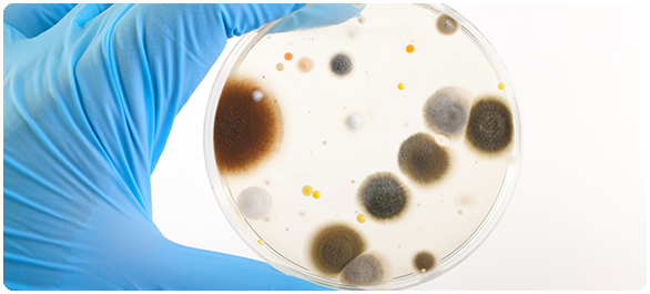 เชื้อรา เชื้อรา