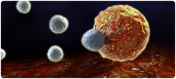เซลล์ซีดีโฟร์