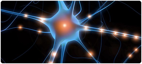 เซลล์ประสาท <a href='https://www.honestdocs.co/alzheimers-disease' target='_blank'>เซลล์ประสาท</a>