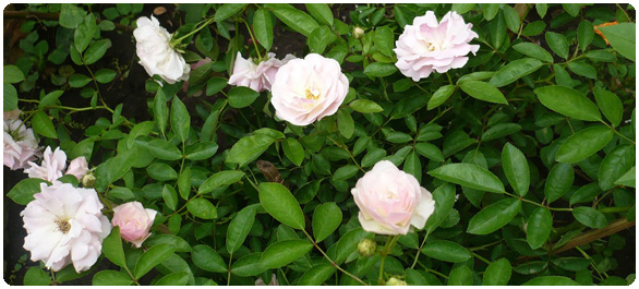 เซโรโทนิน