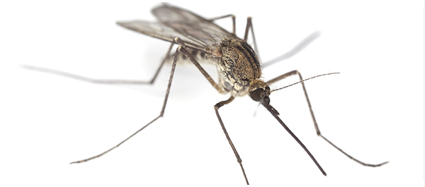 เดงกีฟีเวอร์ เดงกีฟีเวอร์