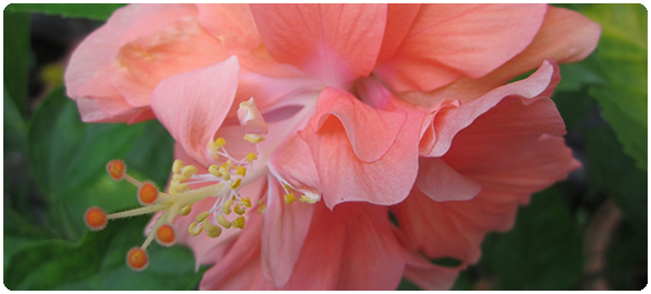 โพรเจสเทอโรน โพรเจสเทอโรน