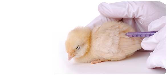 โรครับจากสัตว์ โรครับจากสัตว์