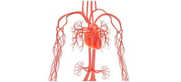 โรคหลอดเลือด โรคหลอดเลือด