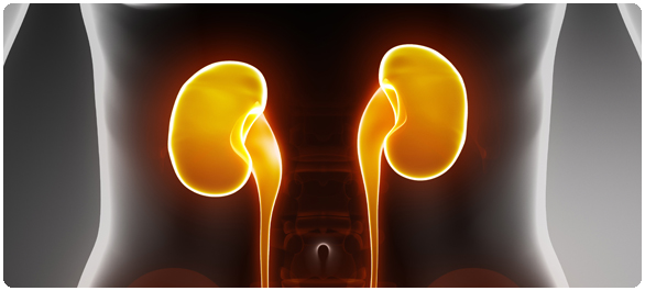 โรคไต โรคไต