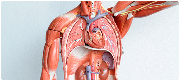ไมโอโกลบิน ไมโอโกลบิน
