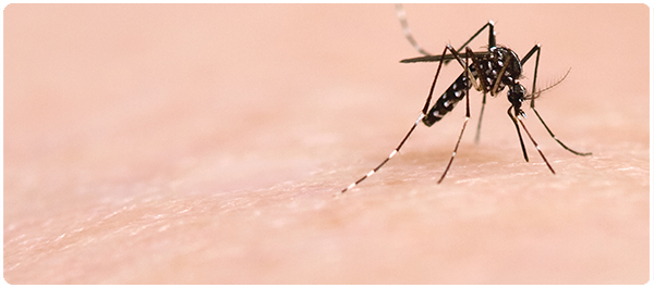 ไวรัสซิกา <a href='https://www.honestdocs.co/what-is-zika-virus' target='_blank'>ไวรัสซิกา</a>