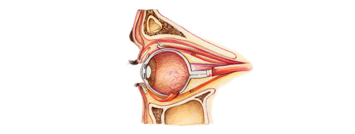 วุ้นตาเสื่อม